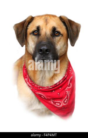 Porträt oder Büste von schönen großen gemischten Boxer, Retriever, Schäferhund Rasse, verblassen zu einem weißen Hintergrund Stockfoto