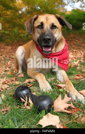 Schöne große gemischte Boxer, Retriever, Schäferhund Rasse, sitzt mit seinem Kautschuk-Spielzeug auf einem herbstlichen Hintergrund Stockfoto