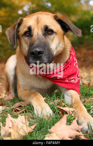 Schöne große gemischte Boxer, Retriever, Schäferhund züchten Hund, sitzend auf einem herbstlichen Hintergrund Stockfoto