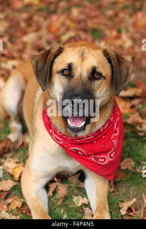 Schöne große gemischte Boxer, Retriever, Schäferhund züchten Hund, sitzend auf einem herbstlichen Hintergrund Stockfoto