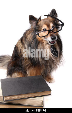 Sheltie oder Shetland Sheepdog trägt eine Krawatte und Gläser Verlegung durch einen Haufen Textbücher Stockfoto