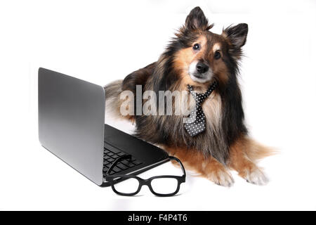 Sheltie oder Sheltie mit einer Krawatte, die Verlegung durch einen Computer-Laptop an das Bürokonzept Stockfoto