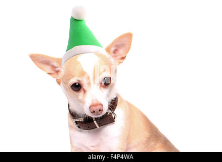 Niedlichen kleinen Beige Chihuahua Hund einen grünen Elf Hut auf weißem Hintergrund Stockfoto