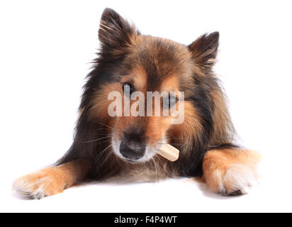 Niedliche kleine Sheltie oder Shetland Sheepdog Essen ein Knochen oder behandeln Stockfoto