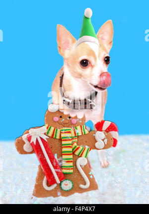 Niedliche Chihuahua Hund leckte sich die Lippen tragen eine Weihnachtsmütze aus Lebkuchen-Mann zum Anbeißen Stockfoto
