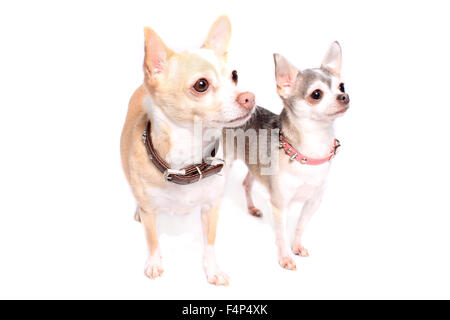 Zwei niedliche kleine Beige und grau Chihuahua Hunde auf weißem Hintergrund Stockfoto