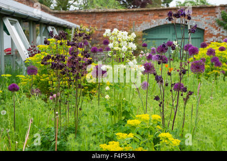 Lila Allium und Akeleien wachsen in einem Gemüsegarten in den Cotswolds, Gloucestershire, UK Stockfoto