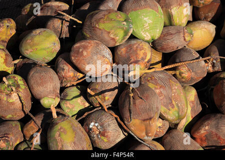 Kokosnüsse in einem Marktstand in Oman Stockfoto