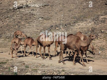 Kamel-Herde im Dhofar Region Jabal Al Qamar südlichen Oman Stockfoto