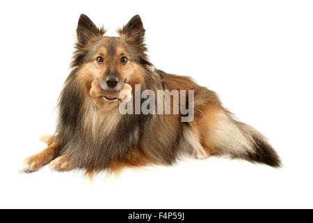 Schöne pelzige reinrassigen Shetland Sheepdog auch bekannt als ein Sheltie auf weißem Hintergrund mit Hundeknochen zu behandeln, in den Mund Stockfoto