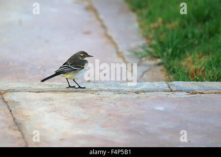 Western-Schafstelze (Motacilla Flava Iberiae) Stockfoto