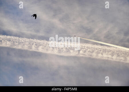 Flugzeug-Kondensstreifen sind am Himmel bei Sonnenuntergang gesehen. Stockfoto