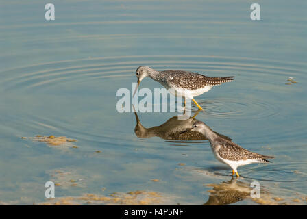 Ein paar größere Yellowlegs, Tringa Melanoleuca, Nahrungssuche in den frühen Herbst in Sturgeon River, Alberta, Kanada Stockfoto