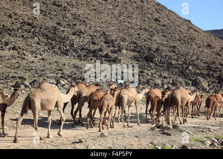 Kamel-Herde im Dhofar Region Jabal Al Qamar südlichen Oman Stockfoto