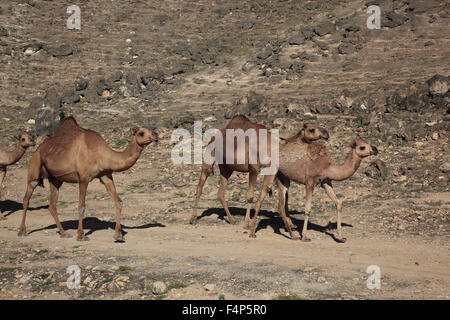 Kamel-Herde im Dhofar Region Jabal Al Qamar südlichen Oman Stockfoto