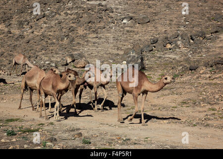 Kamel-Herde im Dhofar Region Jabal Al Qamar südlichen Oman Stockfoto