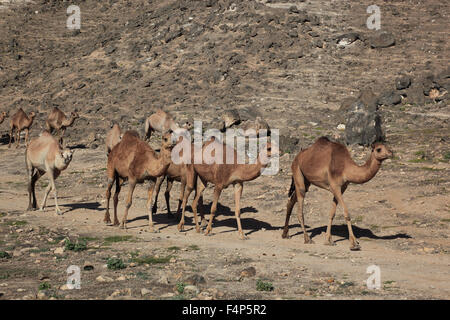 Kamel-Herde im Dhofar Region Jabal Al Qamar südlichen Oman Stockfoto