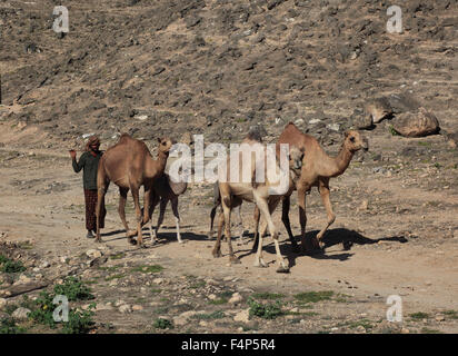 Kamel-Herde im Dhofar Region Jabal Al Qamar südlichen Oman Stockfoto