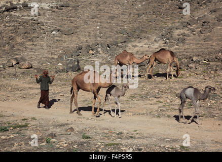 Kamel-Herde im Dhofar Region Jabal Al Qamar südlichen Oman Stockfoto