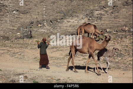 Kamel-Herde im Dhofar Region Jabal Al Qamar südlichen Oman Stockfoto