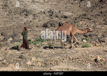 Kamel-Herde im Dhofar Region Jabal Al Qamar südlichen Oman Stockfoto