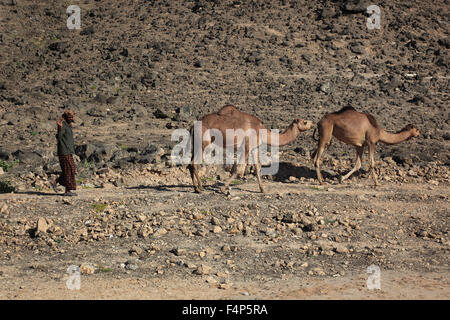 Kamel-Herde im Dhofar Region Jabal Al Qamar südlichen Oman Stockfoto