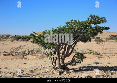 Wadi Dawqah, Weihrauch-Baum-Kulturen, UNESCO-Weltkulturerbe / natürliche Erbe, Boswellia Sacra Carterii mit Salalah, Oman Stockfoto