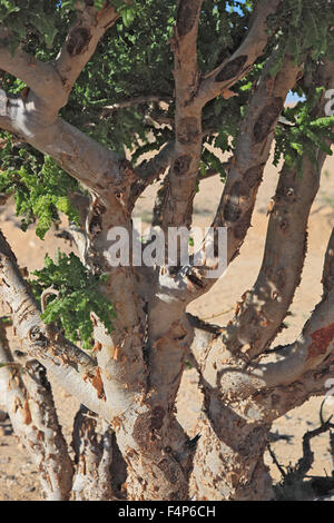 Wadi Dawqah, Weihrauch-Baum-Kulturen, UNESCO-Weltkulturerbe / natürliche Erbe, Boswellia Sacra Carterii mit Salalah, Oman Stockfoto