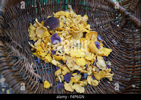 Pfifferlinge im Weidenkorb Stockfoto