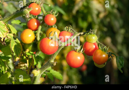 kleine Tomaten wachsen auf Reben im Gewächshaus Stockfoto