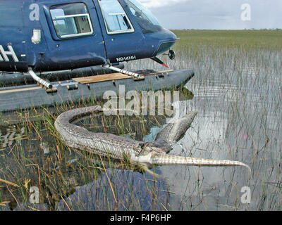 Burmesischen Python schwimmt tot im Wasser, nachdem er erfolglos versucht, ein amerikanischer Alligator in den Everglades National Park 10. Juli 2008 in der Nähe von Homestead, Florida Essen. Die Python ist eine invasive Art von Unfall eingeführt und nun im direkten Wettbewerb mit der Top-Räuber im Ökosystem Everglades. Stockfoto