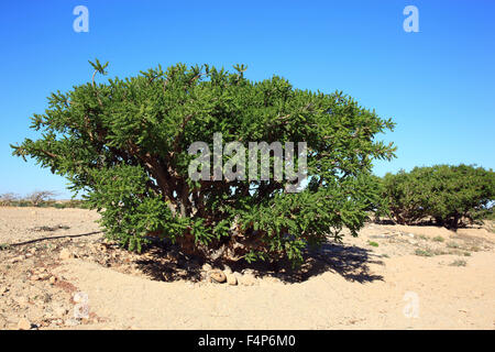 Wadi Dawqah, Weihrauch-Baum-Kulturen, UNESCO-Weltkulturerbe / natürliche Erbe, Boswellia Sacra Carterii mit Salalah, Oman Stockfoto