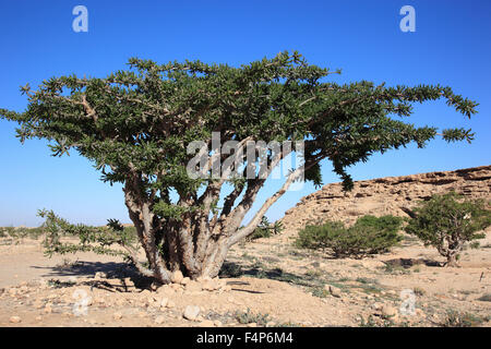 Wadi Dawqah, Weihrauch-Baum-Kulturen, UNESCO-Weltkulturerbe / natürliche Erbe, Boswellia Sacra Carterii mit Salalah, Oman Stockfoto