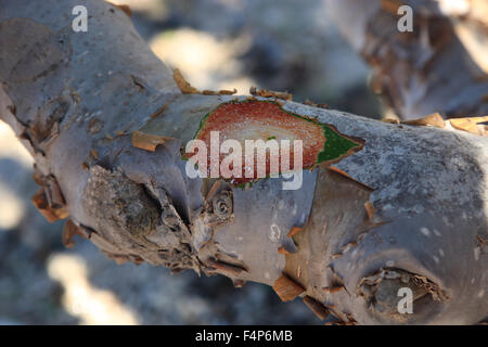 Wadi Dawqah, Weihrauch-Baum-Kulturen, UNESCO-Weltkulturerbe / natürliche Erbe, Boswellia Sacra Carterii mit Salalah, Oman Stockfoto