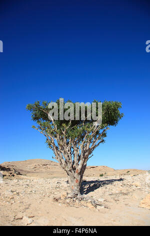 Wadi Dawqah, Weihrauch-Baum-Kulturen, UNESCO-Weltkulturerbe / natürliche Erbe, Boswellia Sacra Carterii mit Salalah, Oman Stockfoto