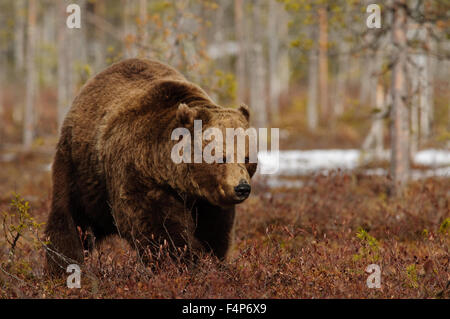 Europäischer Braunbär im Schnee im zeitigen Frühjahr in Taiga-Wald in Finnland. Stockfoto