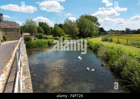 Ein Schwan mit dem Signet und einige Enten in den Fluss Coln in Fairford, Gloucestershire, UK Stockfoto