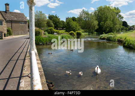 Ein Schwan mit Signet und einige Enten in den Fluss Coln in Fès, Gloucestershire, Vereinigtes Königreich Stockfoto