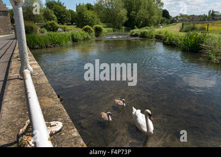 Ein Schwan mit Signet und einige Enten in den Fluss Coln in Fès, Gloucestershire, Vereinigtes Königreich Stockfoto