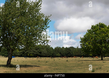 Eine Herde Kühe in einem Feld in Fairford, Gloucestershire, UK Stockfoto