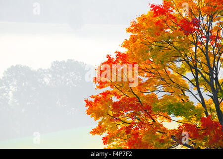 Autumnal tree Stockfoto