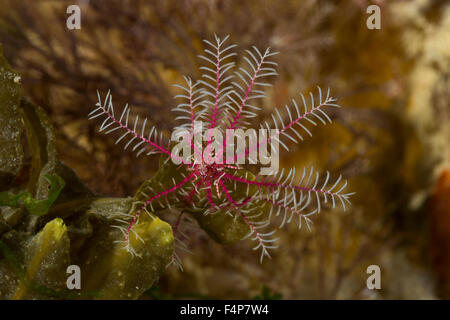 Rosig Feather Star, rosige Feder Stern, Europäische Comatulid, Rosiger Federstern, Atlantischer Haarstern, Antedon bifida Stockfoto
