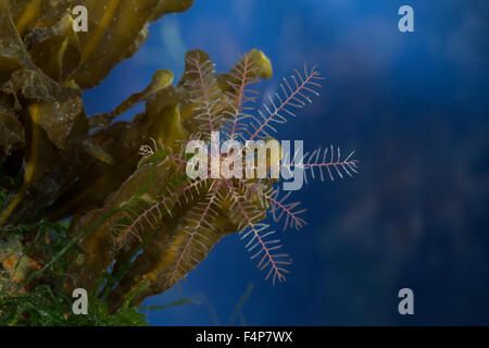 Rosig Feather Star, rosige Feder Stern, Europäische Comatulid, Rosiger Federstern, Atlantischer Haarstern, Antedon bifida Stockfoto