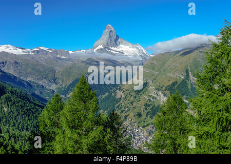 Zermatt Matterhorn Gipfel und Pinien. Juli 2015. Matterhorn, Schweiz. Stockfoto