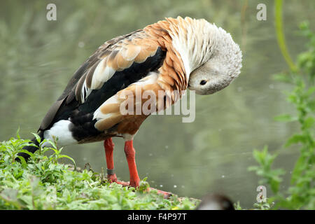 Orinoco Gans (Neochen Jubatus) Stockfoto