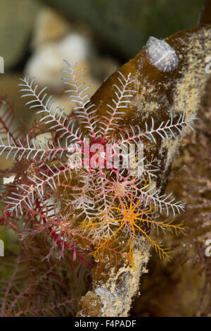 Rosig Feather Star, rosige Feder Stern, Europäische Comatulid, Rosiger Federstern, Atlantischer Haarstern, Antedon bifida Stockfoto