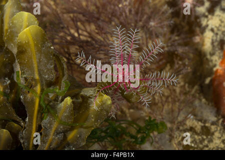 Rosig Feather Star, rosige Feder Stern, Europäische Comatulid, Rosiger Federstern, Atlantischer Haarstern, Antedon bifida Stockfoto