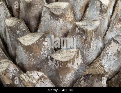 Nahaufnahme, Baumrinde, rau, niemand, natürlichen, grünen, tropischen, braun, Sommer, alte, vertikal, Makro, Holz, Wald, Textur, Farbe, Pflanze, Schönheit Stockfoto