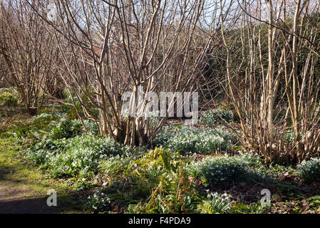 Eingebürgert galanthus im Frühjahr Großbritannien an der Basis von Laubsträucher und Bäume Stockfoto