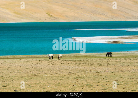 Wilde Pferde grasen in der kargen Landschaft mit einem blauen See in changtang Bereich Stockfoto